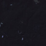 Handmade rice black paper texture with small blue petals