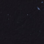 Natural chinese floral decorative black paper texture