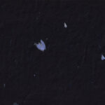 Handmade rice black paper texture with small blue petals