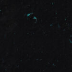 Handmade rice fibers blue flowers paper texture for scrapbook background