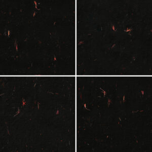 10 Red Flowers Black Paper Textures Samples Preview - Part 01