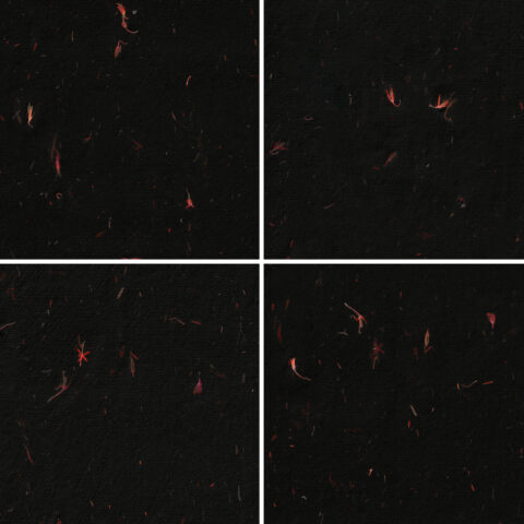 10 Red Flowers Black Paper Textures Samples Preview - Part 01