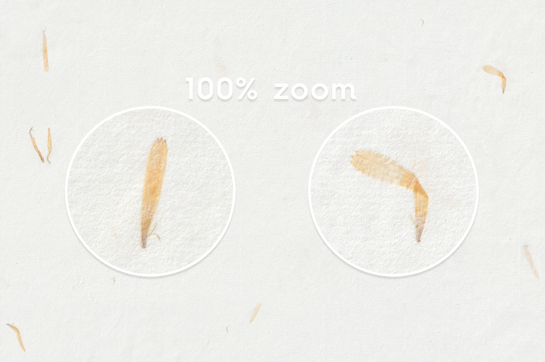 10 Yellow Petals Paper Textures 100% Zoom Preview